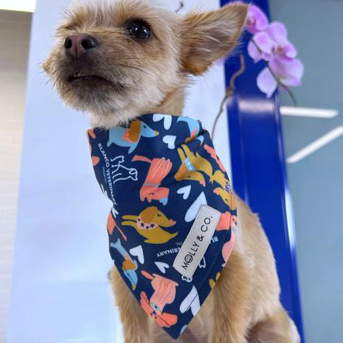 Bandana Molly & Co. - Blanco Veterinary Edition